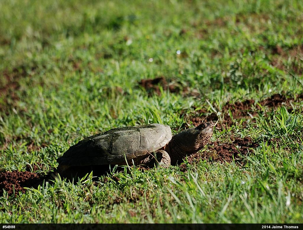 Snapping Turtle