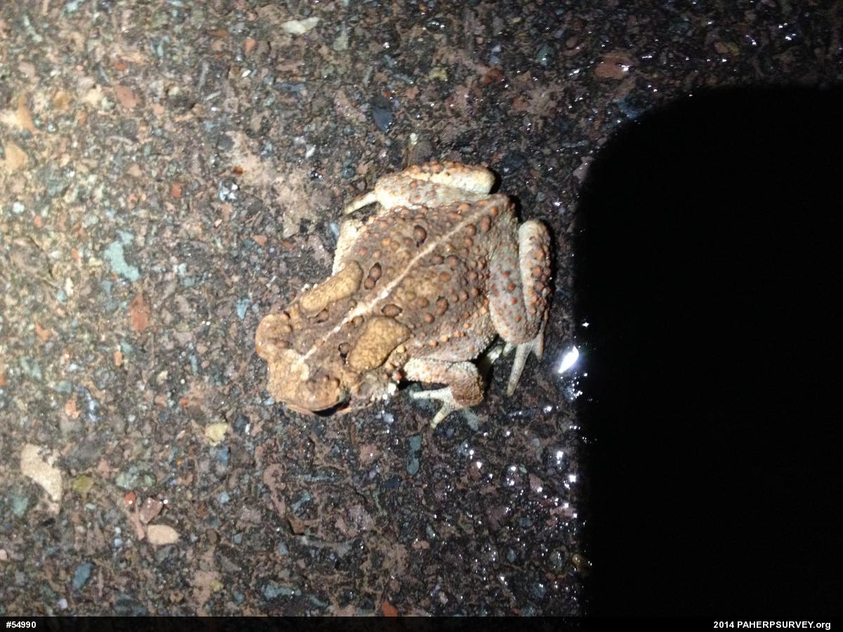 Eastern American Toad