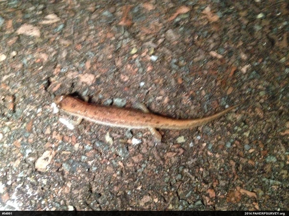Northern Dusky Salamander