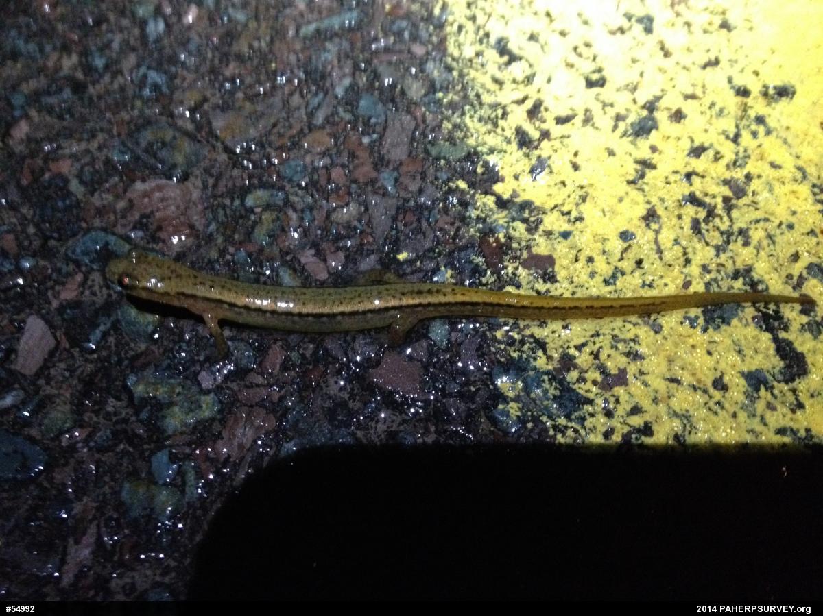 Northern Two-lined Salamander