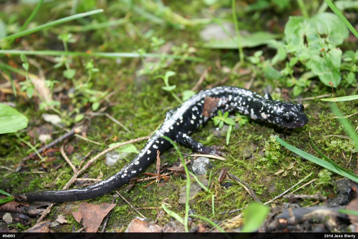 Northern Slimy Salamander