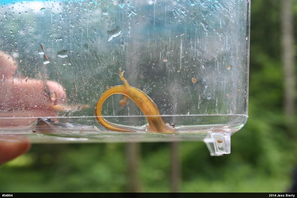 Northern Two-lined Salamander