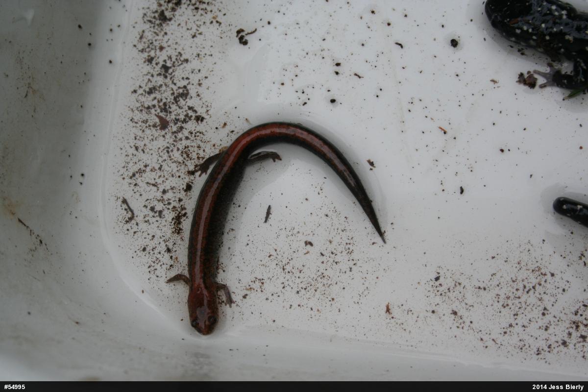 Eastern Red-backed  Salamander
