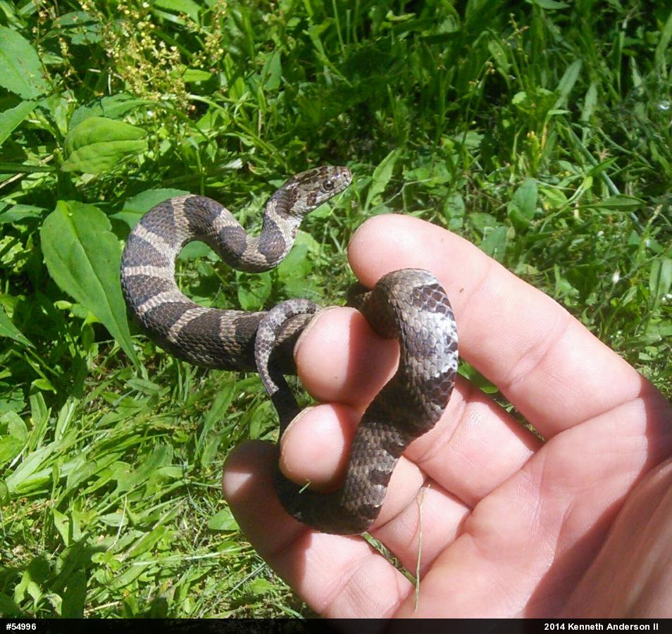 Northern Watersnake