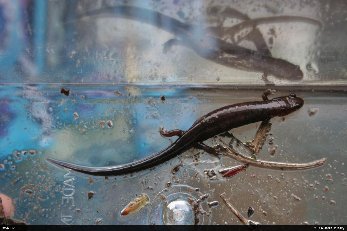 Allegheny Mountain Dusky Salamander