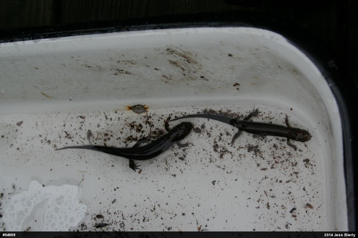 Northern Dusky Salamander
