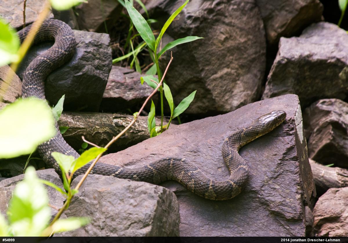 Northern Watersnake