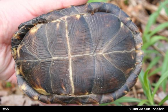 Eastern Box Turtle
