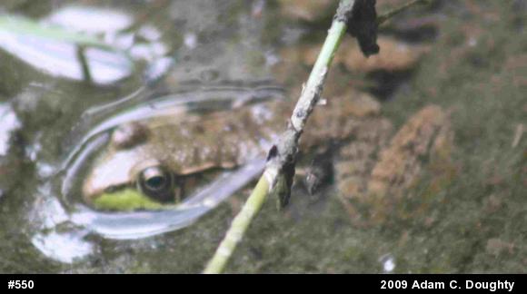 Green Frog