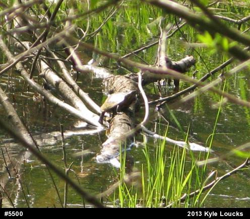 Painted Turtle