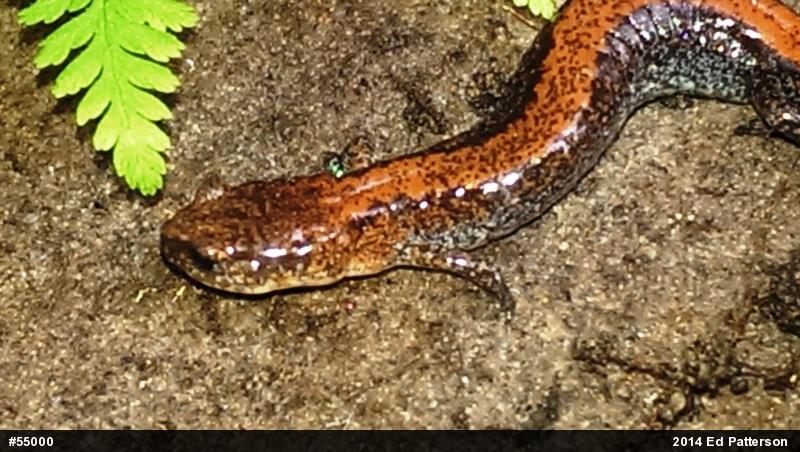 Eastern Red-backed  Salamander
