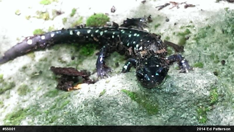 Northern Slimy Salamander