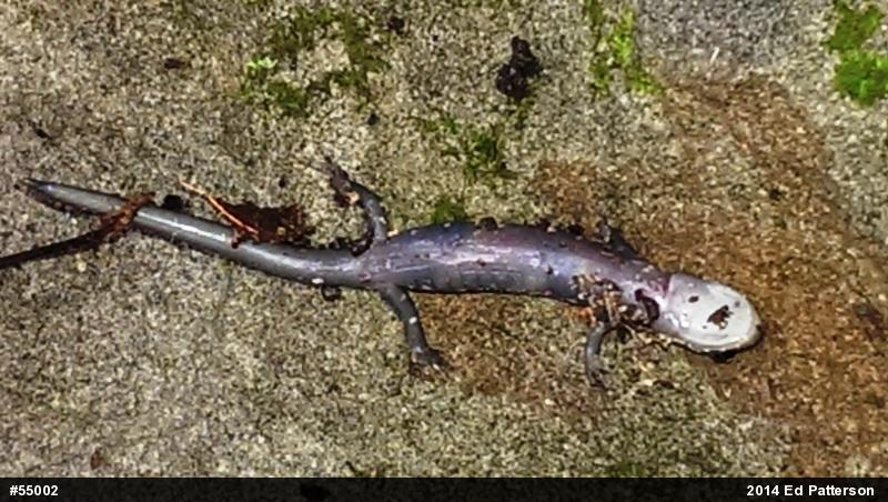 Wehrle's Salamander