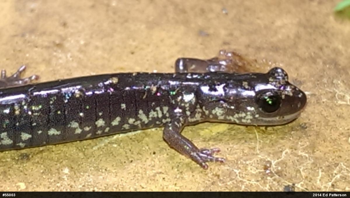 Wehrle's Salamander