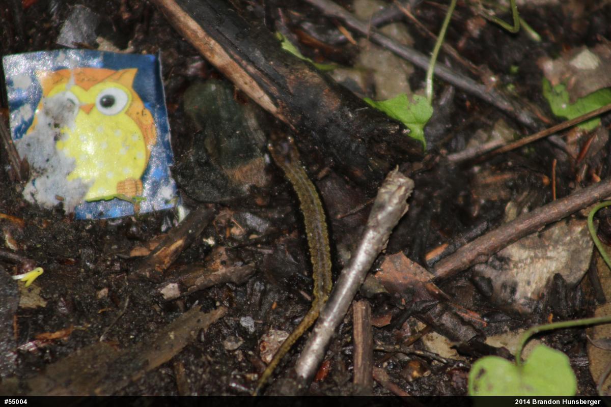 Allegheny Mountain Dusky Salamander