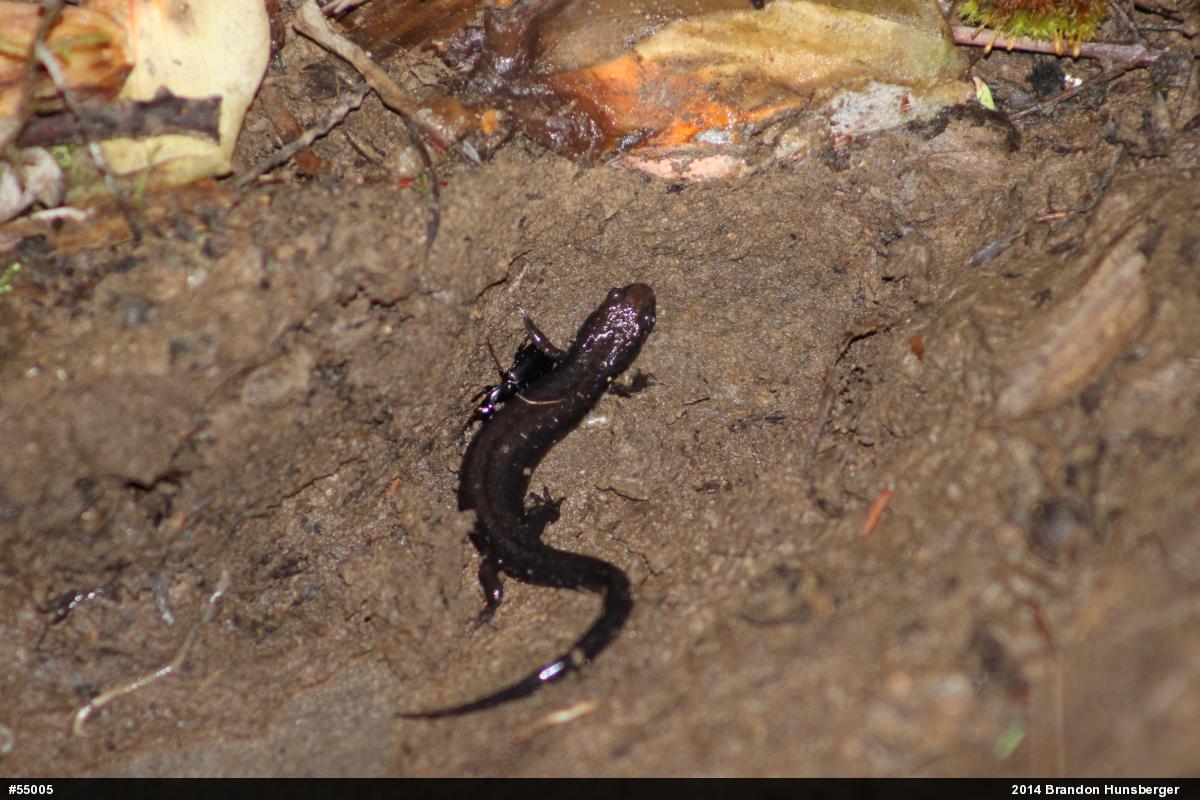 Allegheny Mountain Dusky Salamander