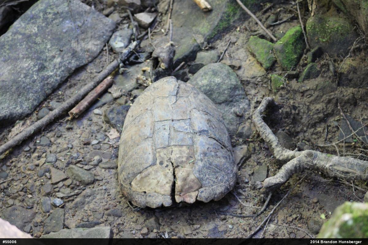 Snapping Turtle