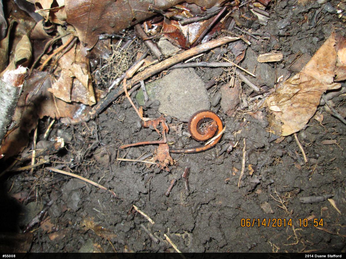 Eastern Red-backed  Salamander