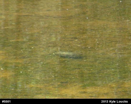 Midland Painted Turtle