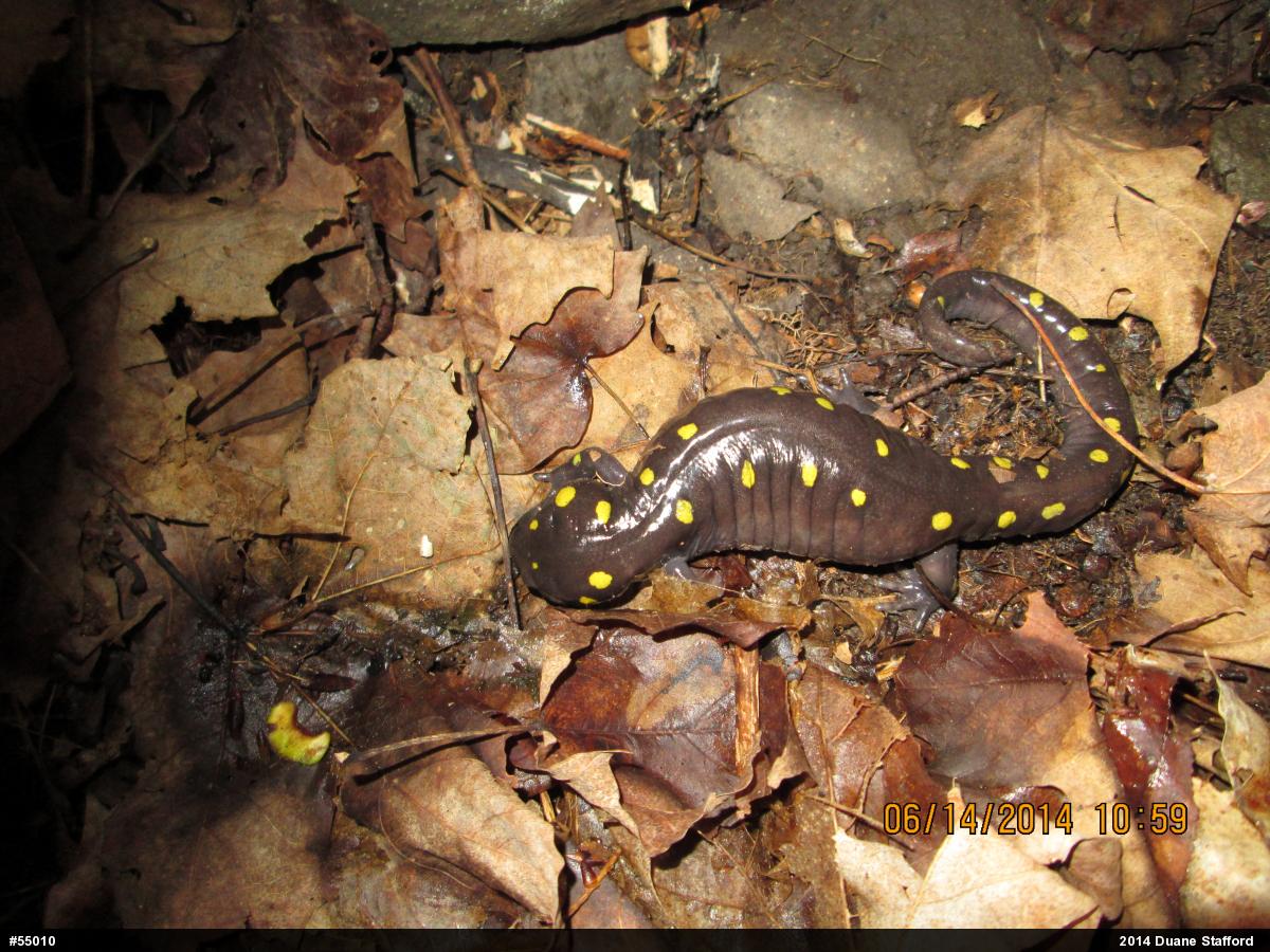 Spotted Salamander