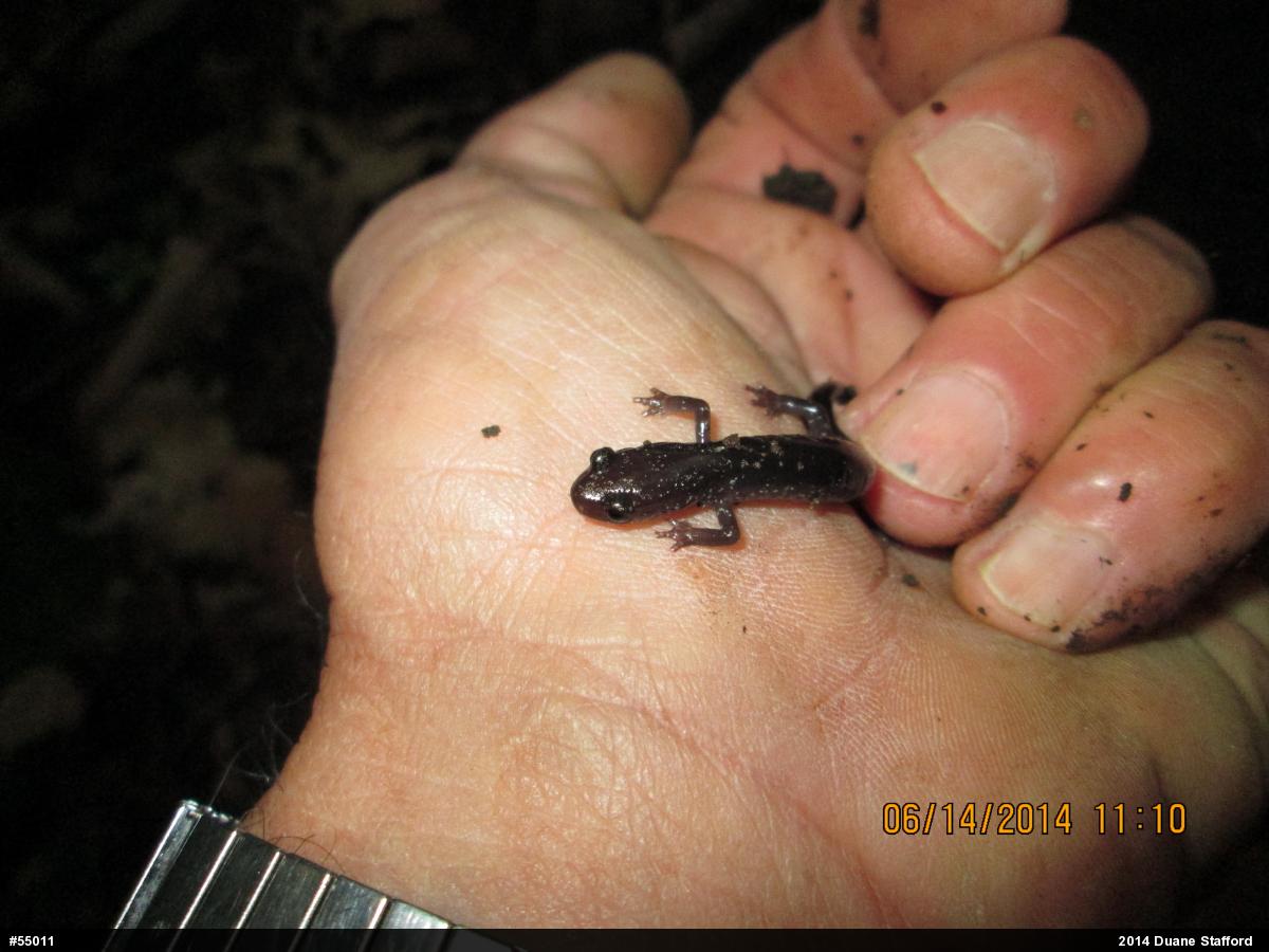Wehrle's Salamander
