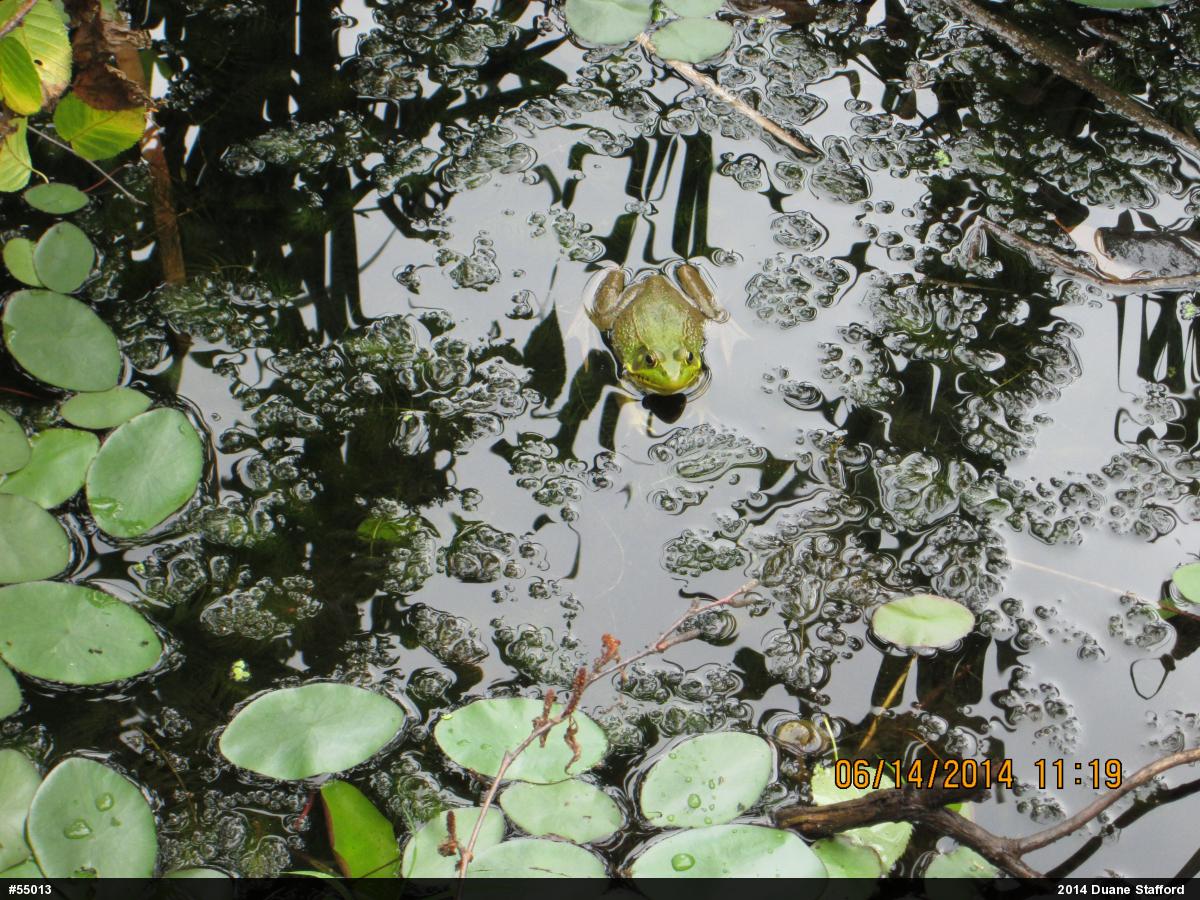 Green Frog