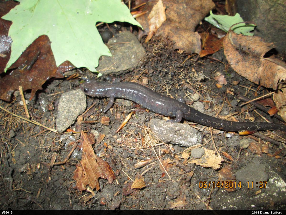 Wehrle's Salamander