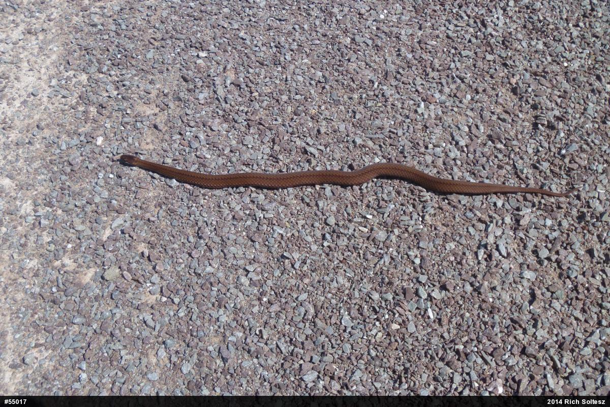 Red-bellied Snake