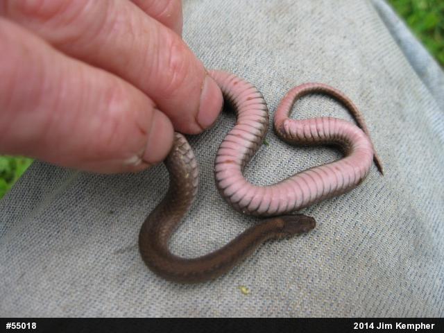Red-bellied Snake