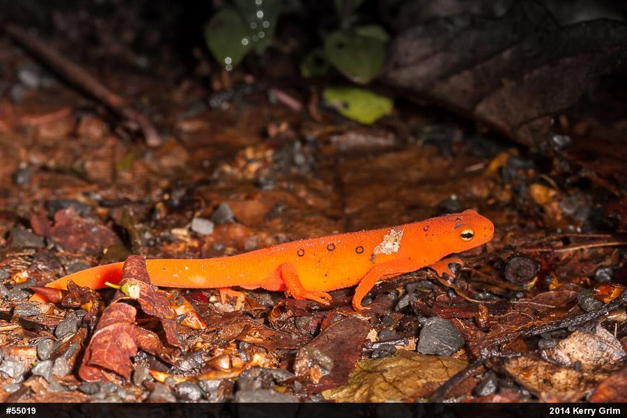 Red-spotted Newt