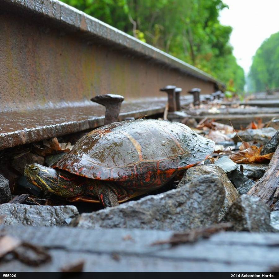 Eastern Painted Turtle