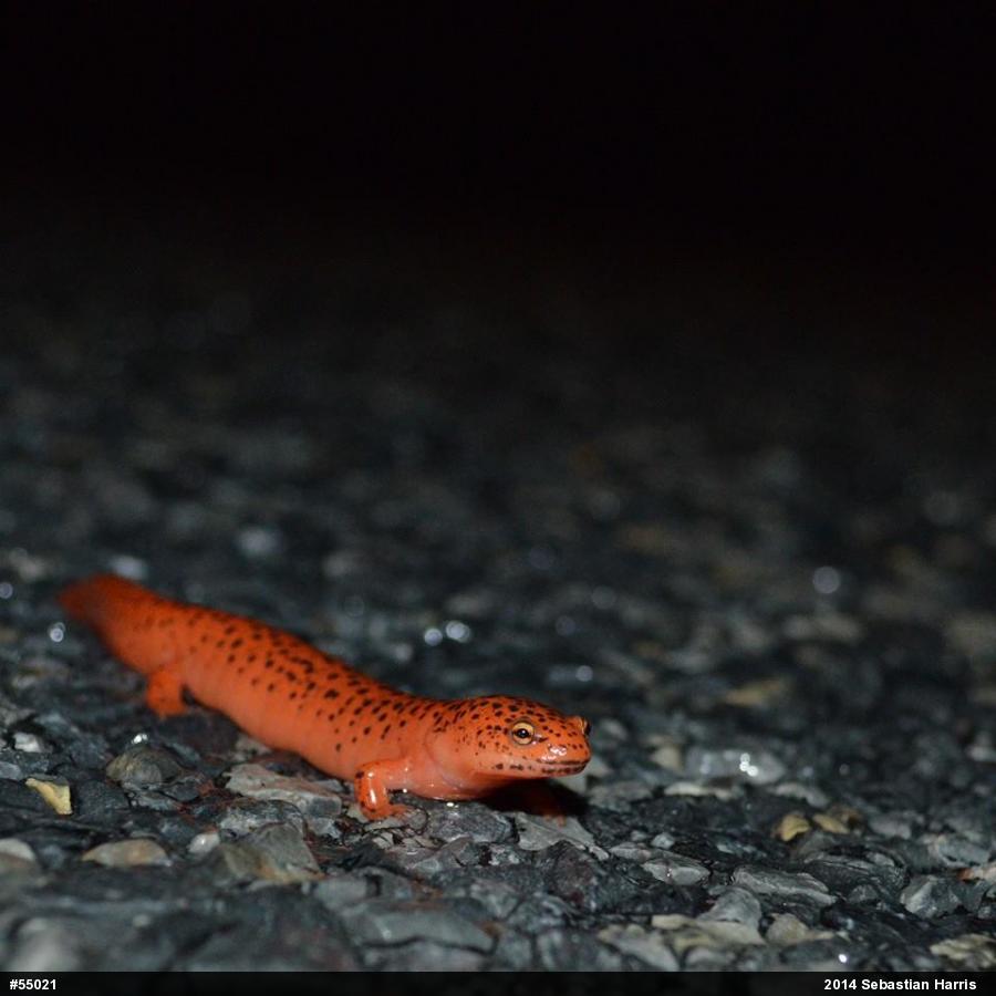 Northern Red Salamander