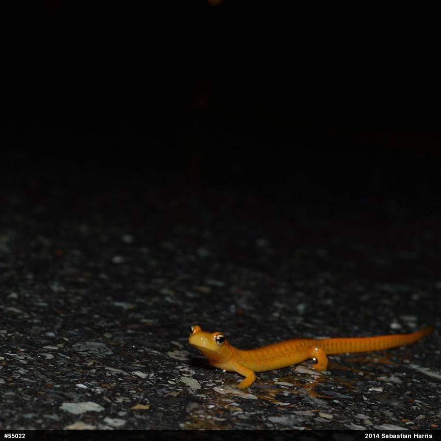 Eastern Long-tailed Salamander