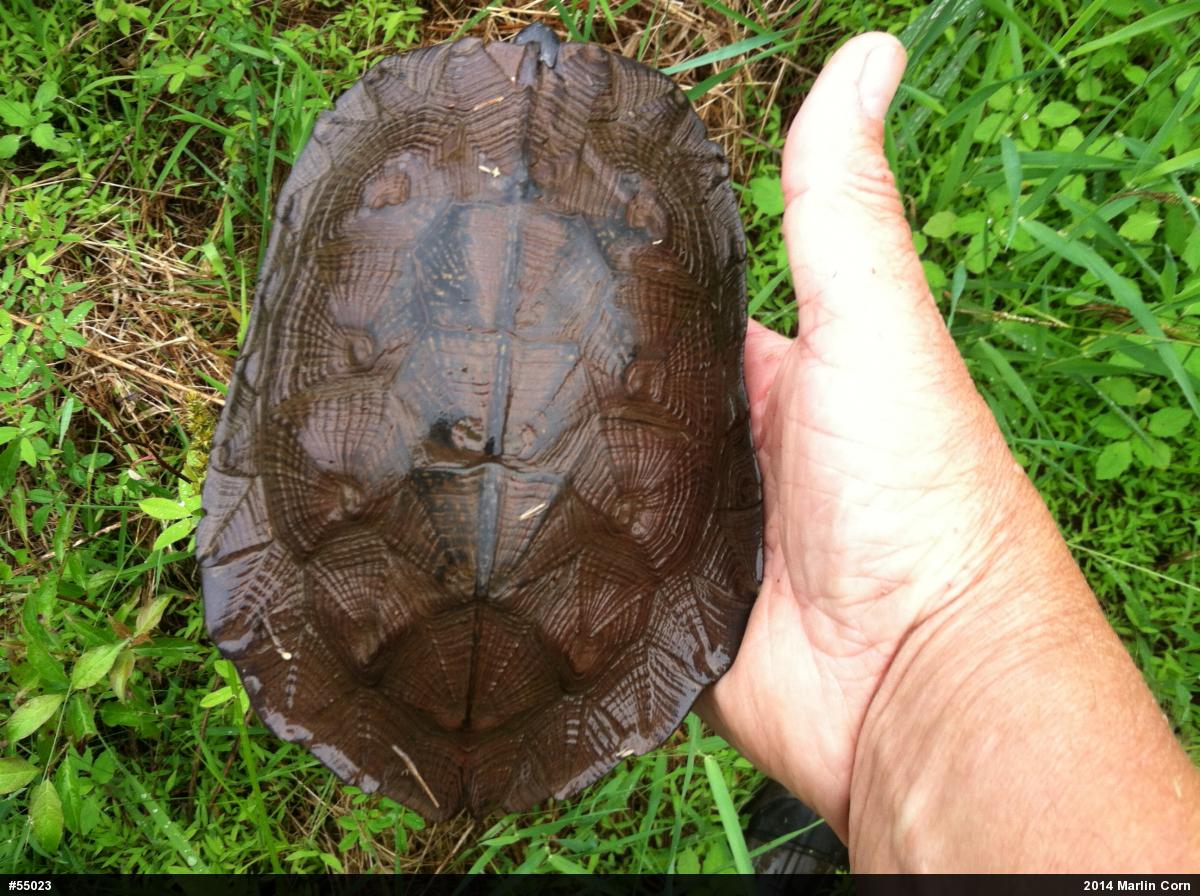 Wood Turtle