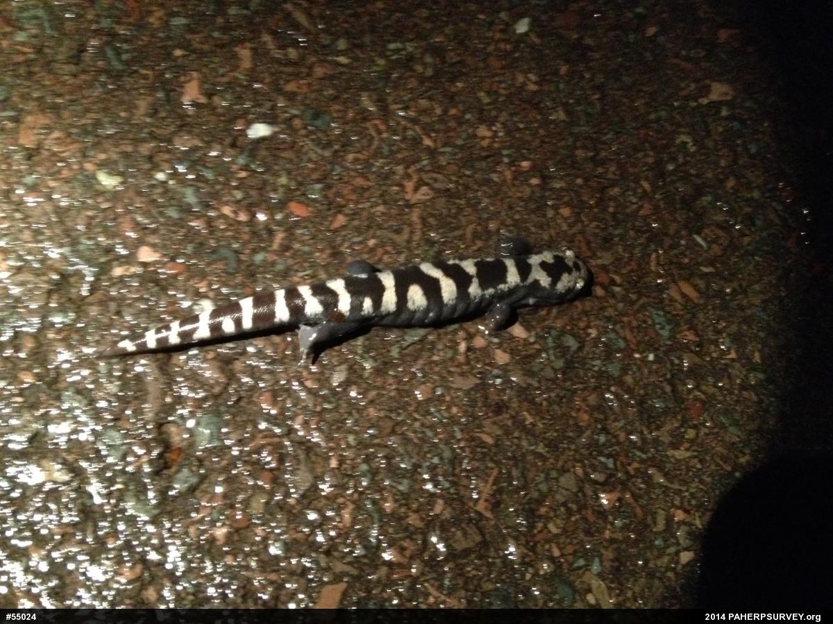 Marbled Salamander