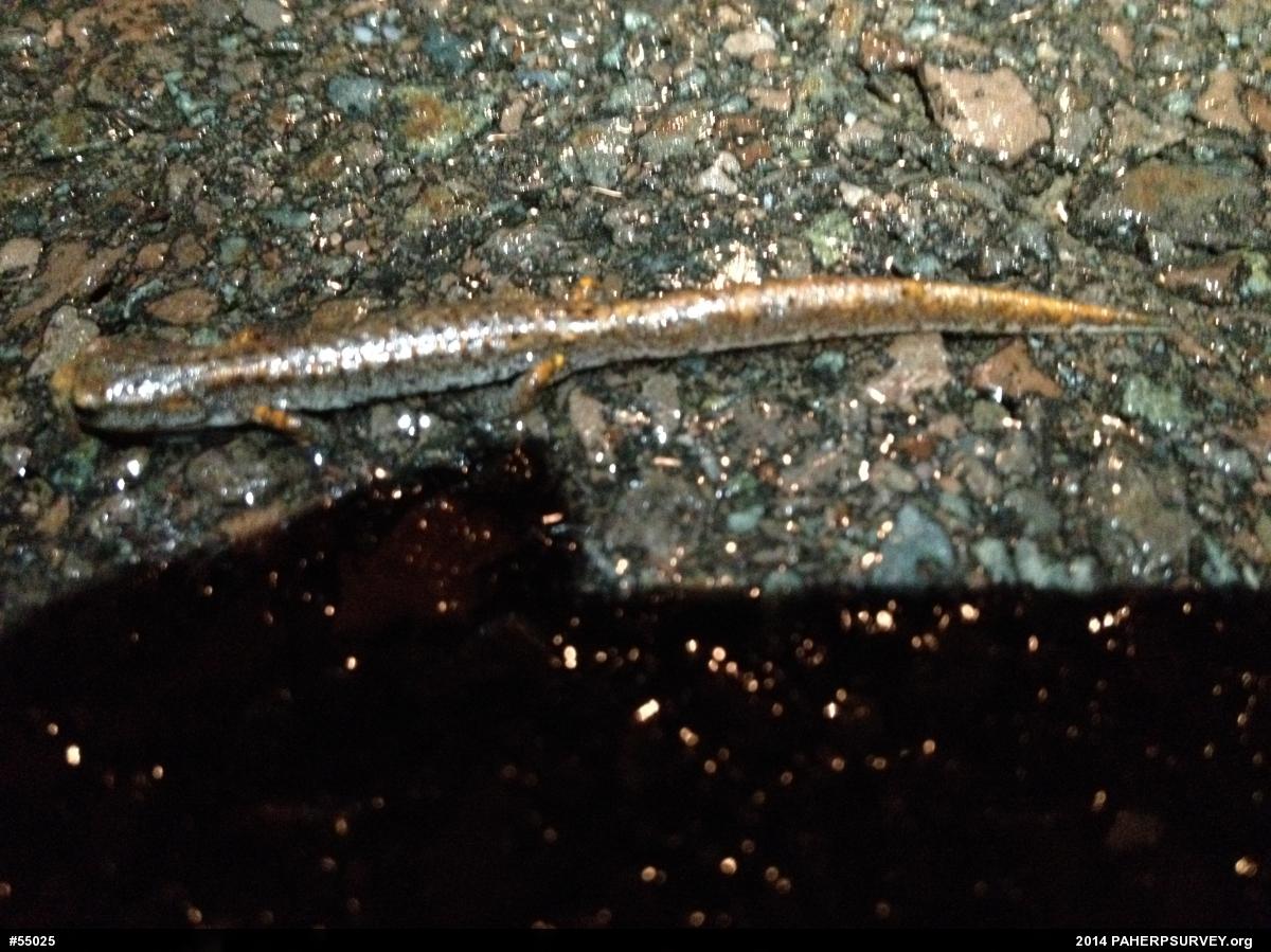 Four-toed Salamander