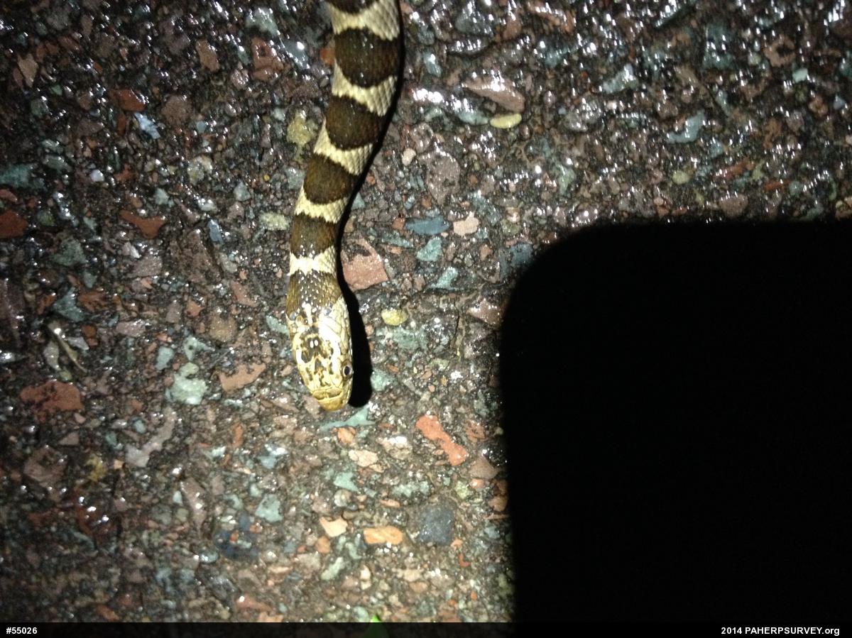 Northern Watersnake