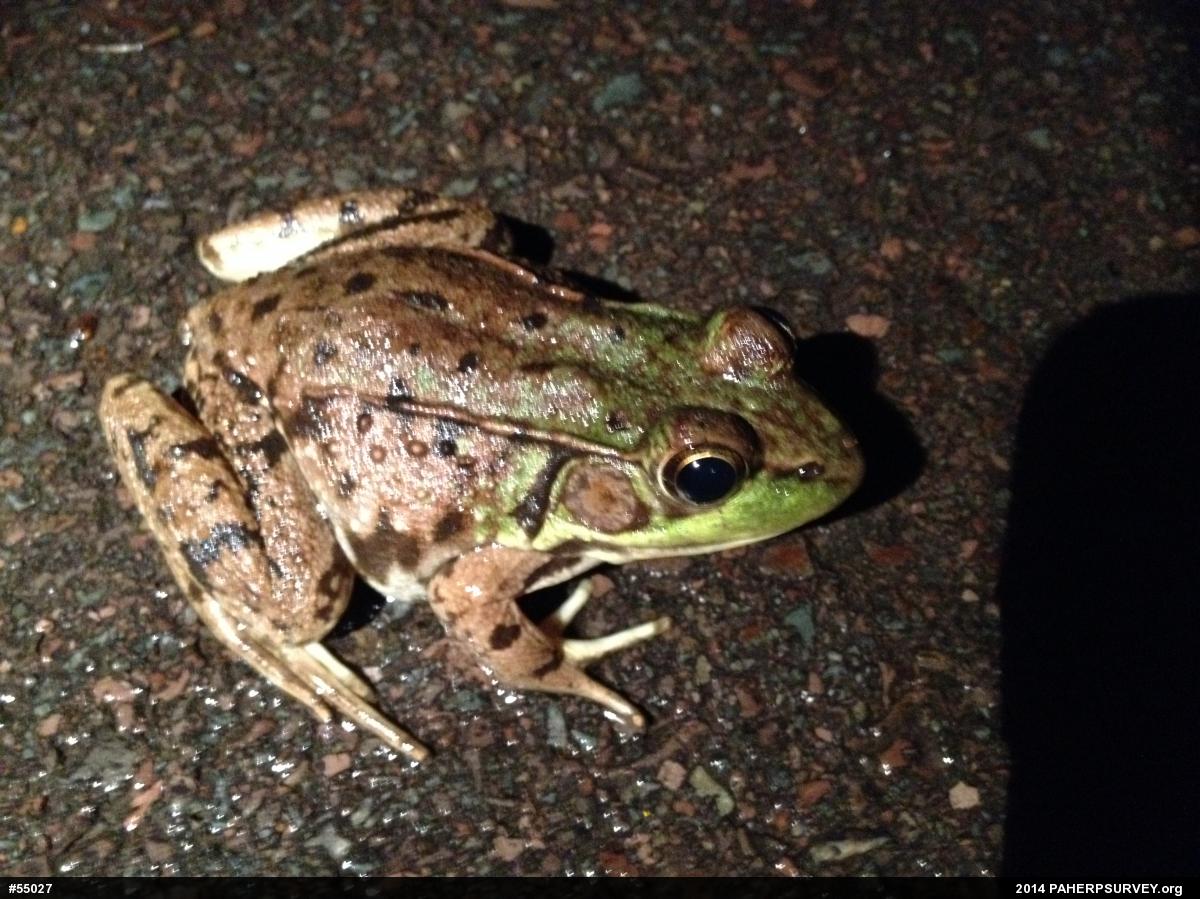 Green Frog