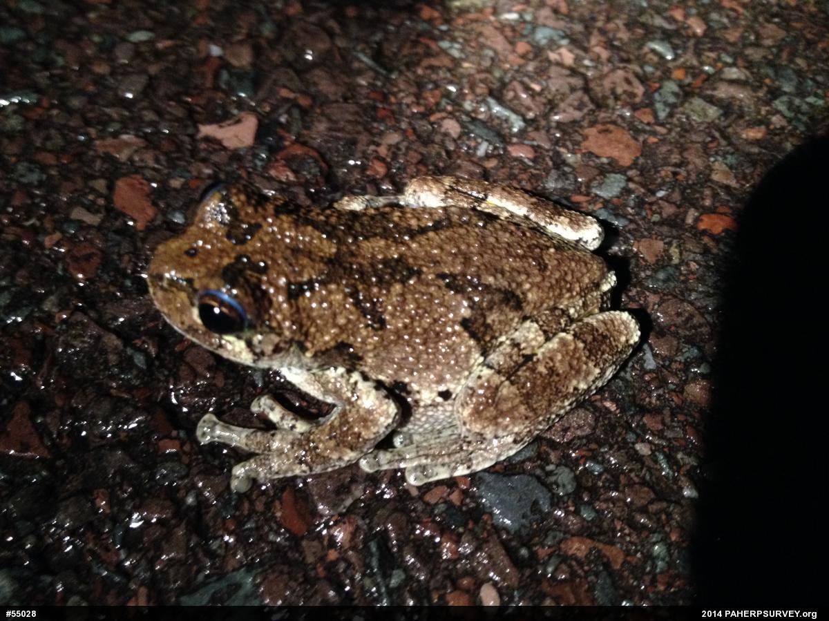 Unknown Gray Treefrog