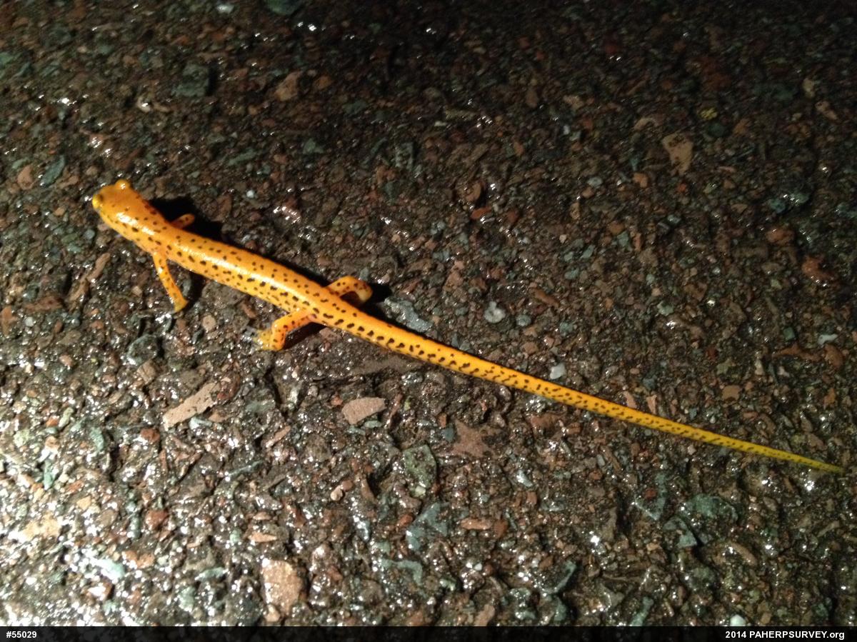 Eastern Long-tailed Salamander
