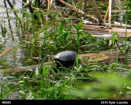 Painted Turtle