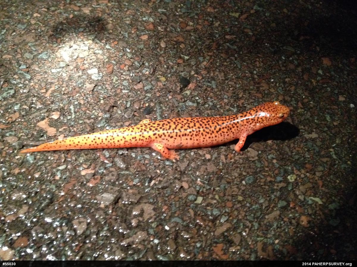 Northern Red Salamander