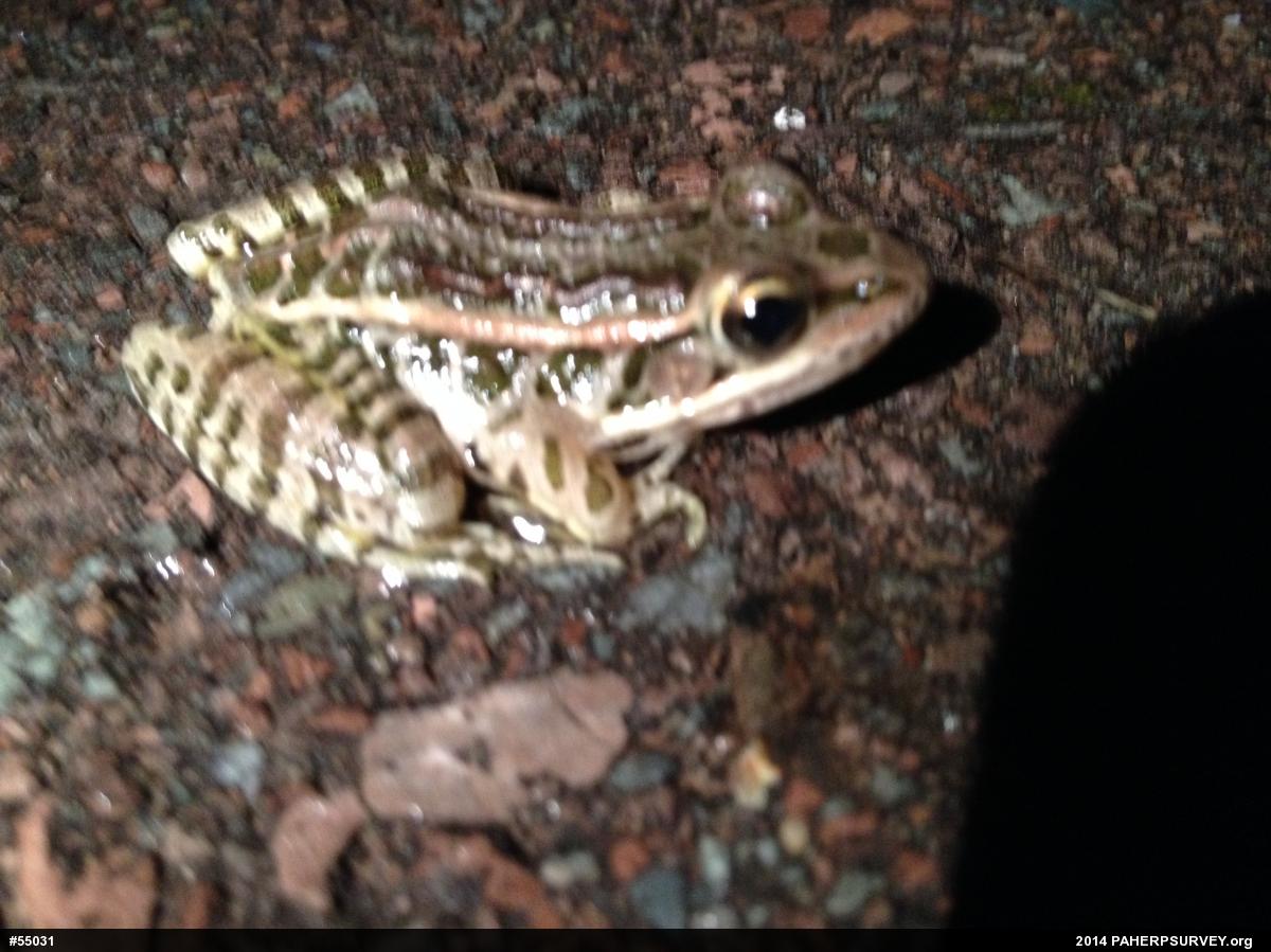 Pickerel Frog