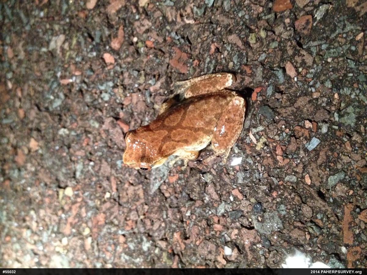 Spring Peeper