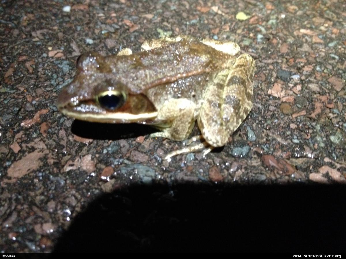Wood Frog