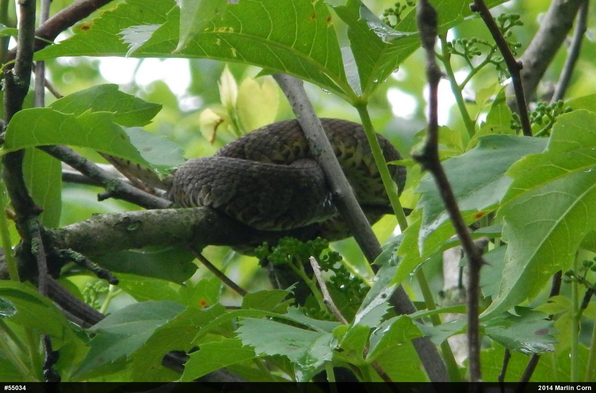 Northern Watersnake