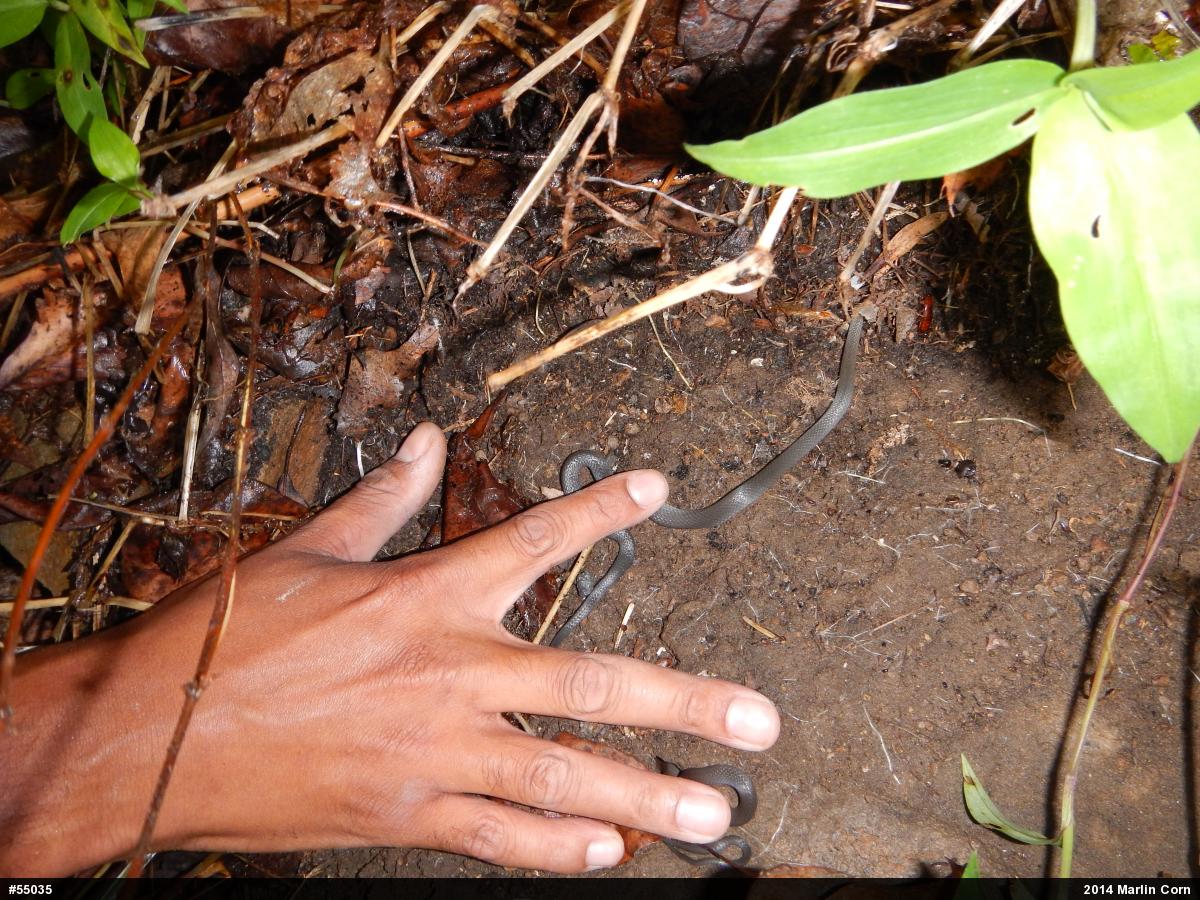 Northern Ring-necked Snake