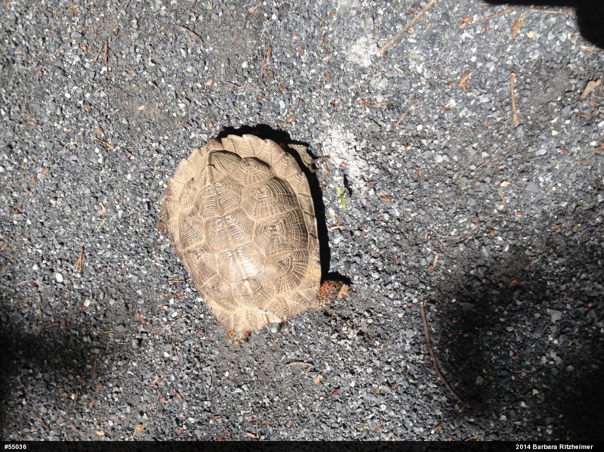 Wood Turtle