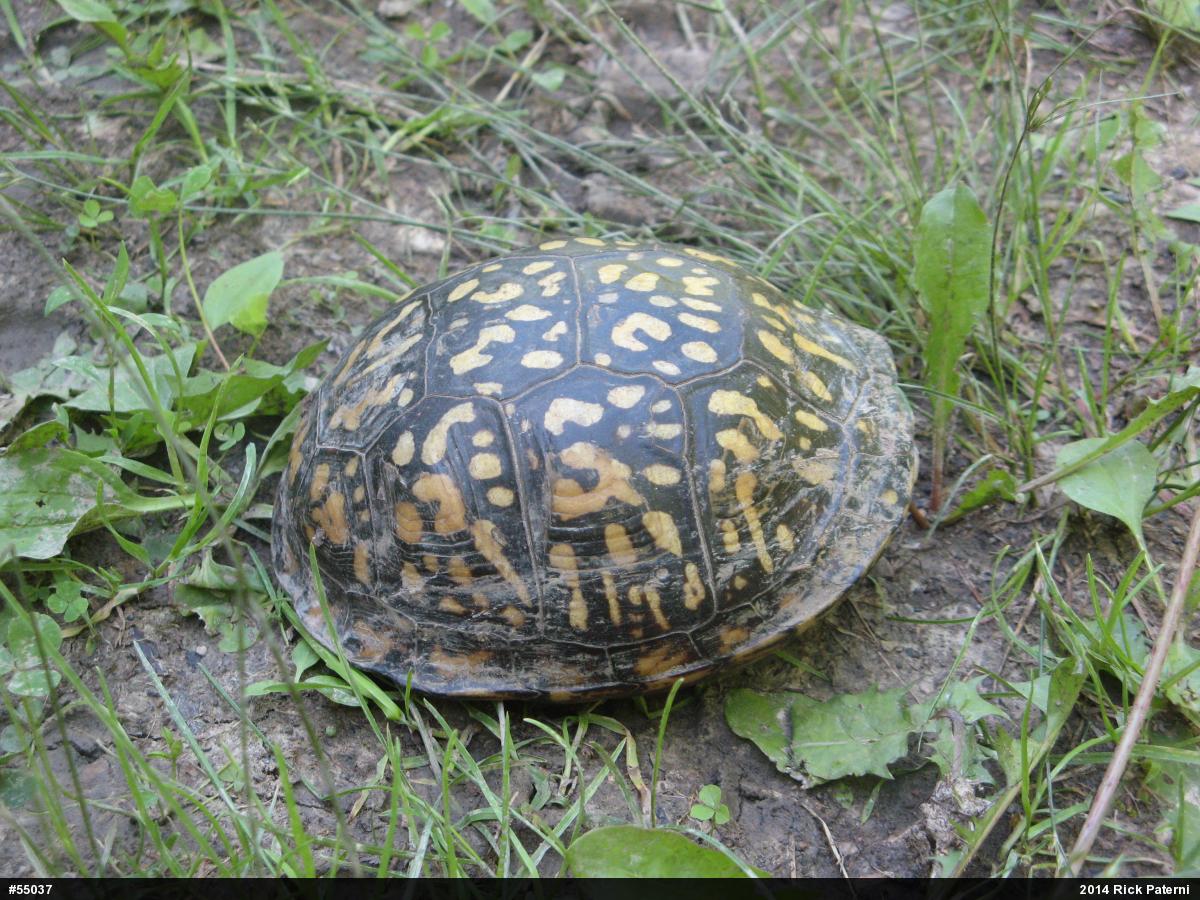 Eastern Box Turtle