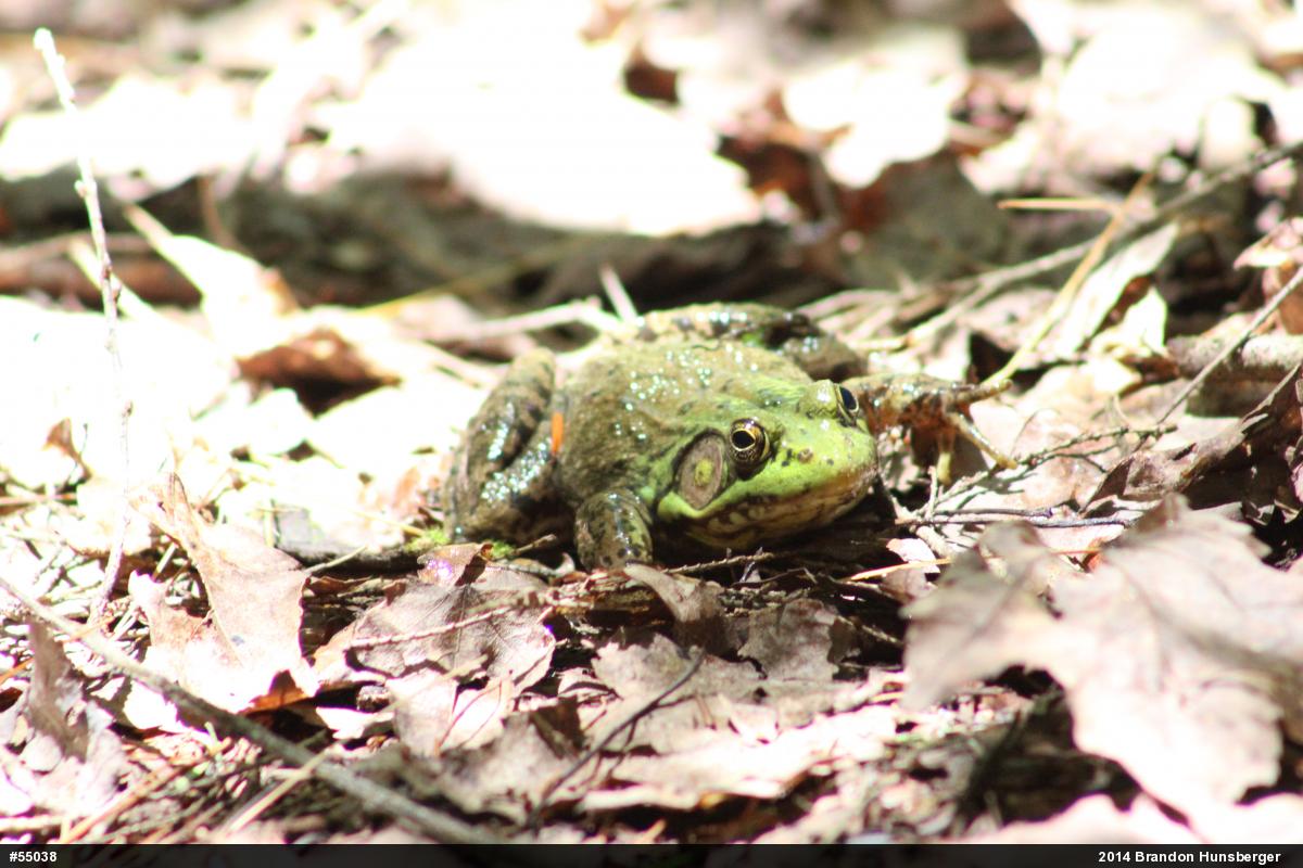 Green Frog
